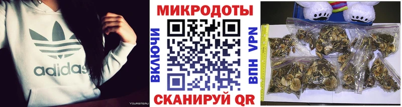 kraken как зайти  где найти   Карабаново  Псилоцибиновые грибы Cubensis 